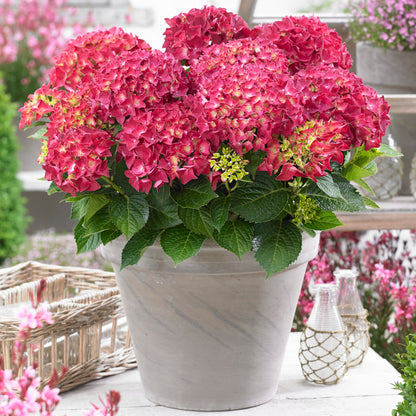 Hydrangea 'Red Reggae' | Mophead Hydrangea – Gardeners Dream