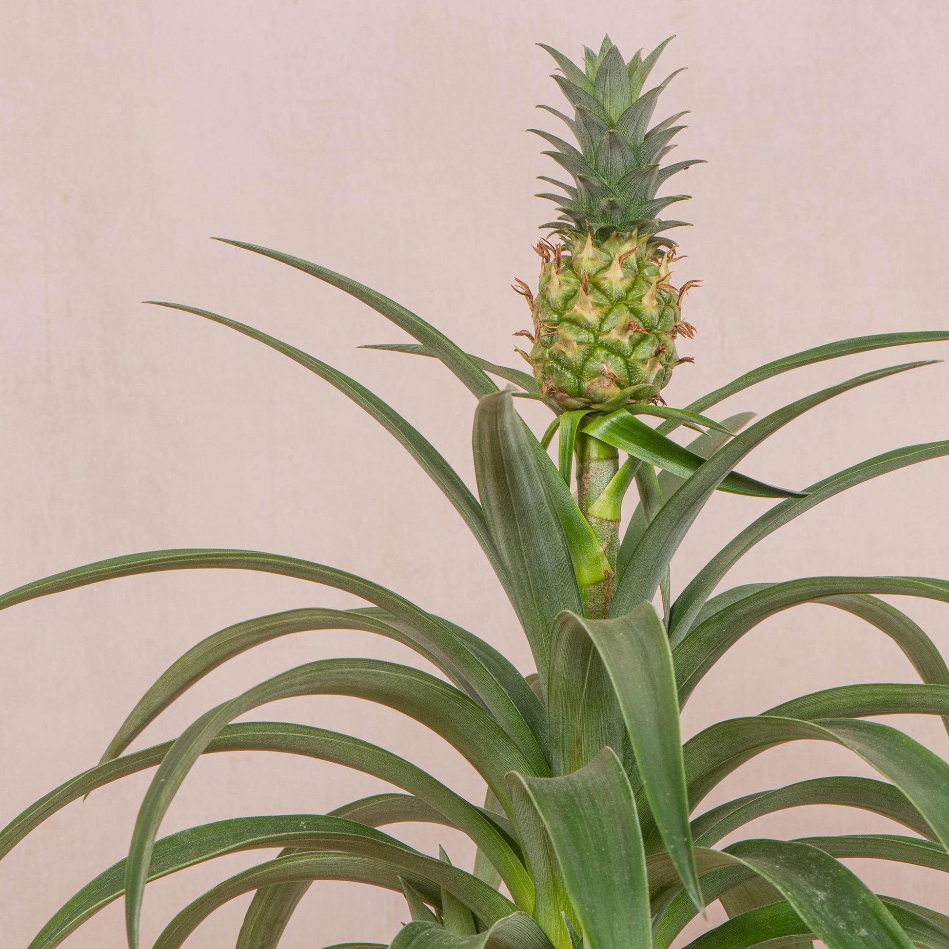 dream of pineapple plant Ananas 'Amigo'