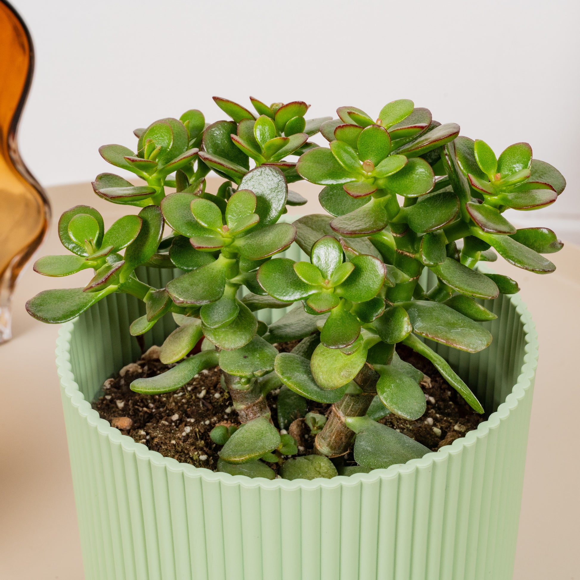 crassula succulent images Crassula ovata