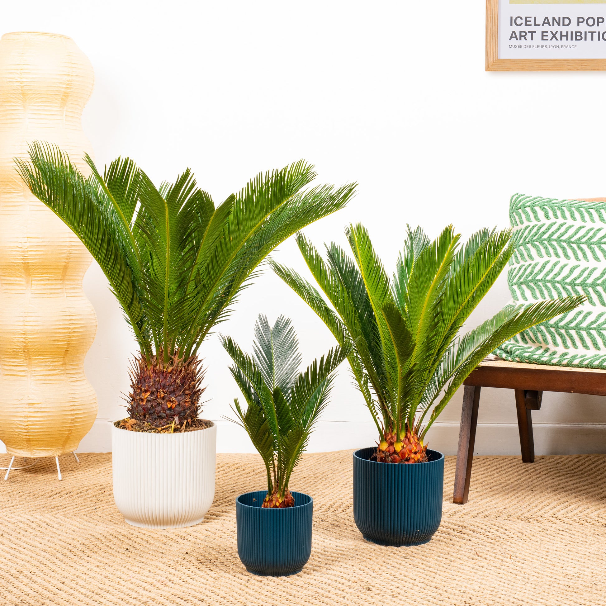 japanese palm plant Cycas revoluta