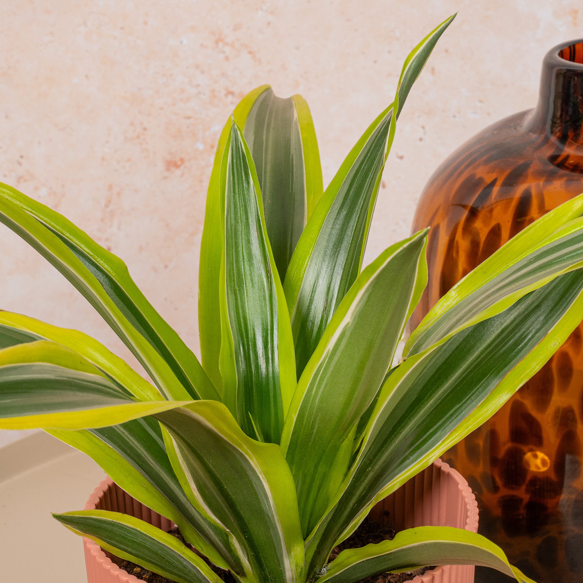 dracaena surprise Dracaena 'Surprise'