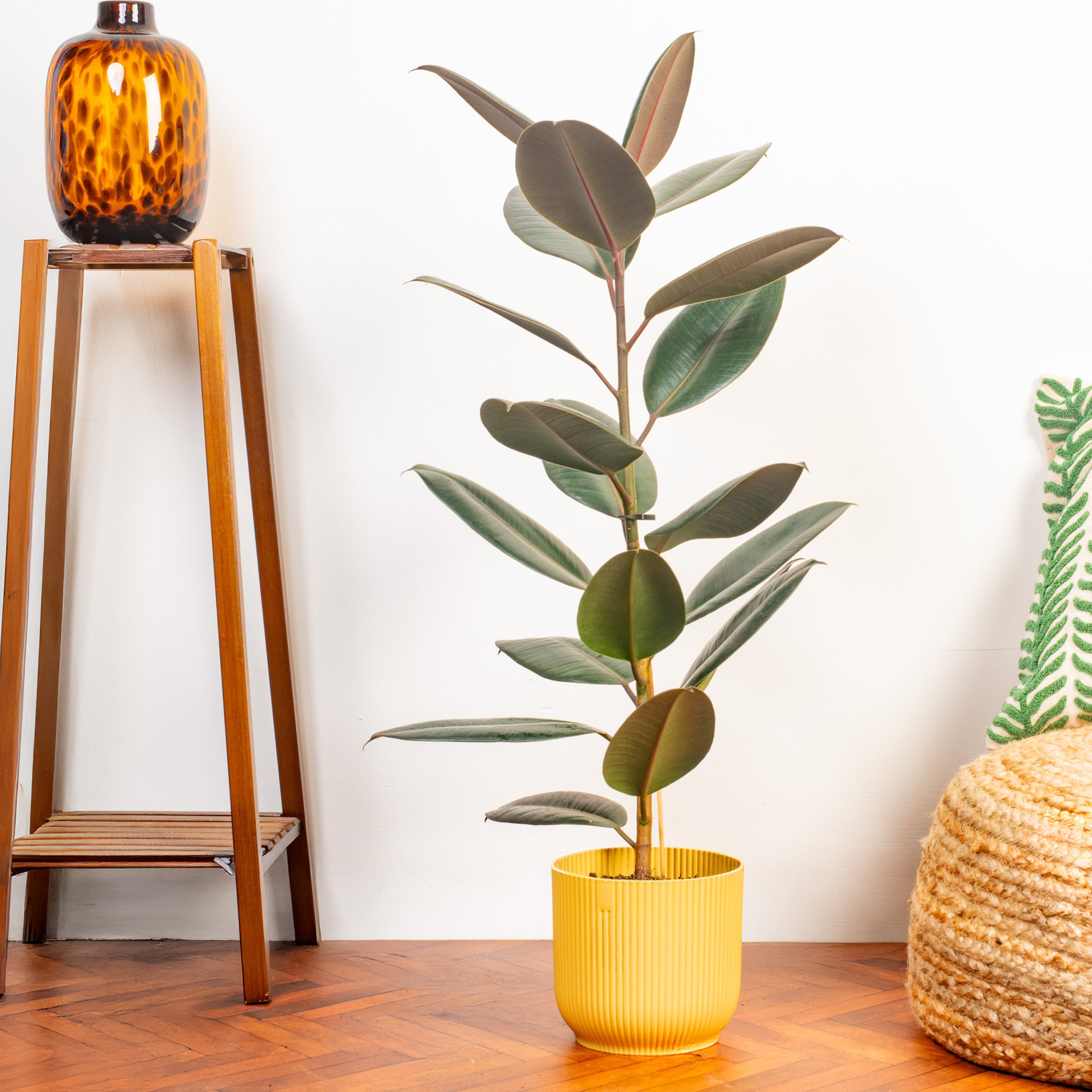 25 35cm ficus abidjan rubber plant 12cm pot house plant Ficus 'Abidjan'