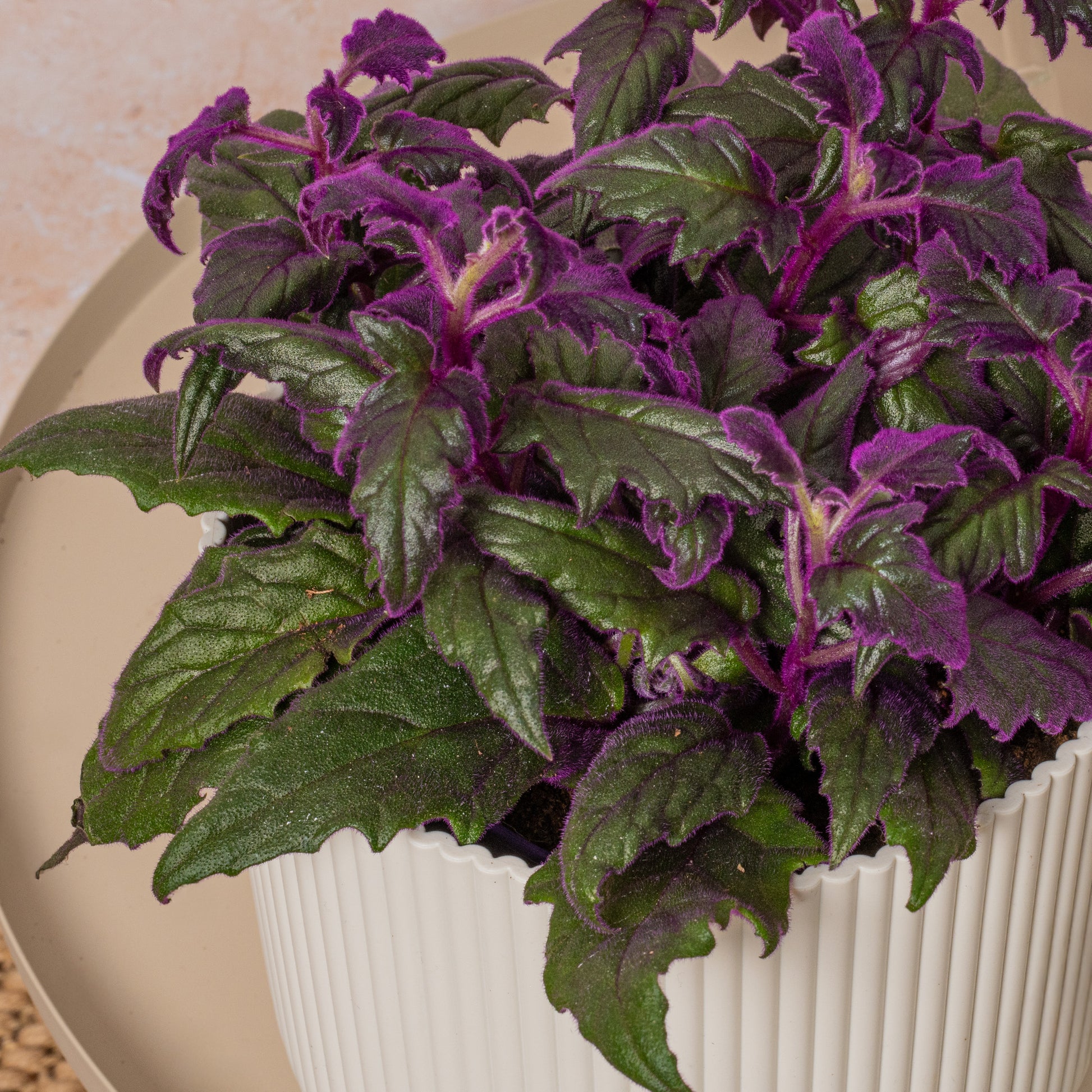 purple house plants uk Gynura 'Purple Passion'