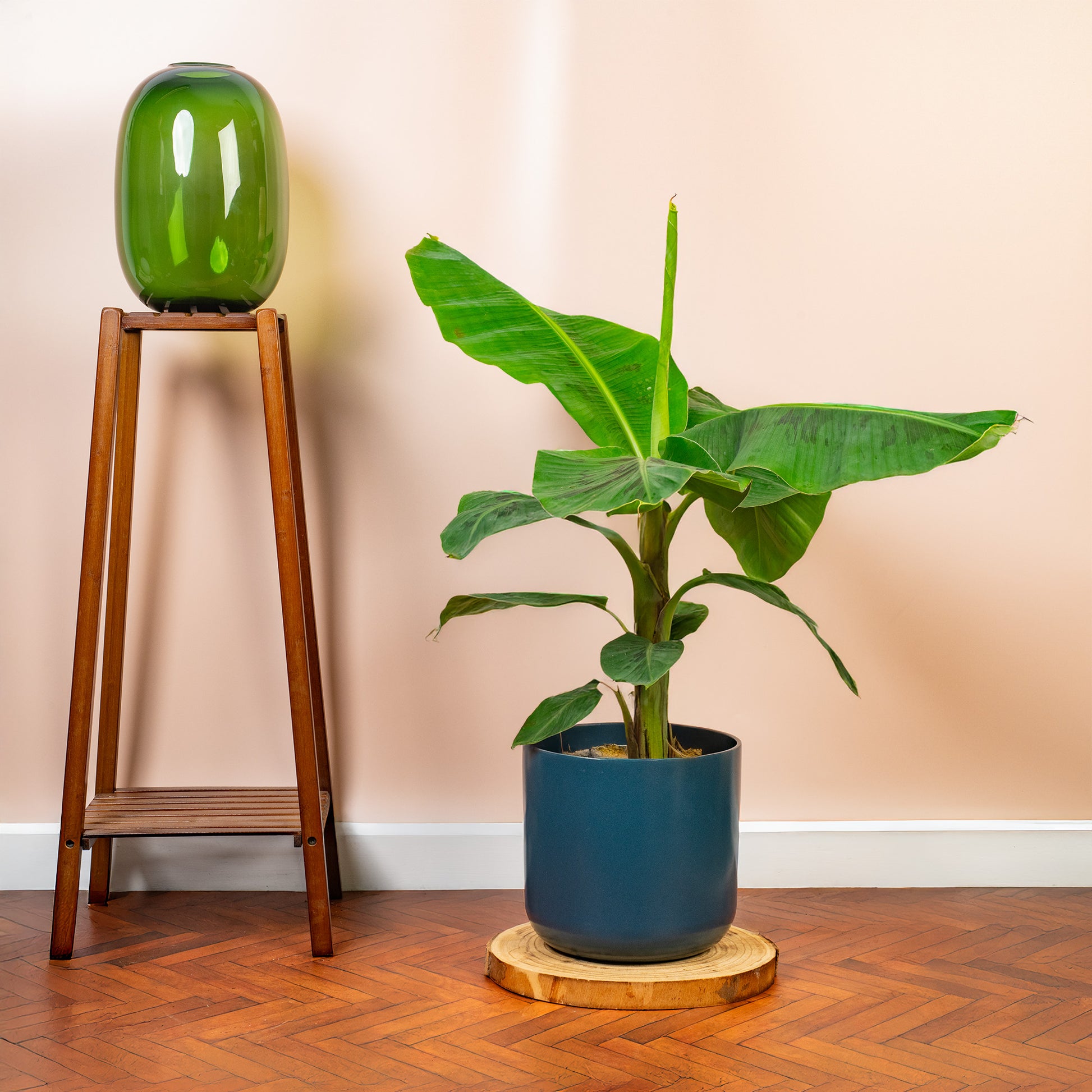 banana plant indoor uk Musa 'Dwarf Cavendish'