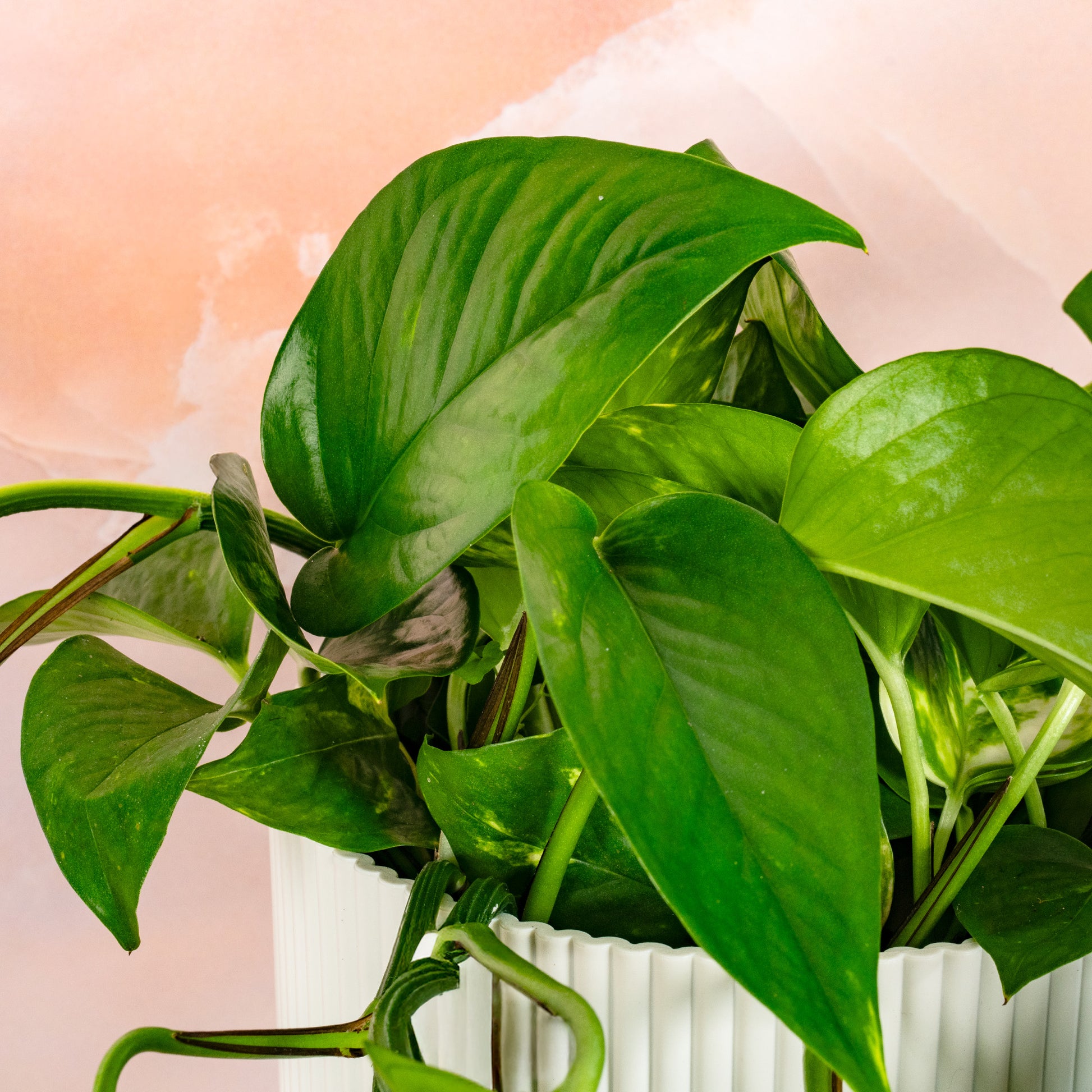 heart leaf philodendron uk Philodendron scandens