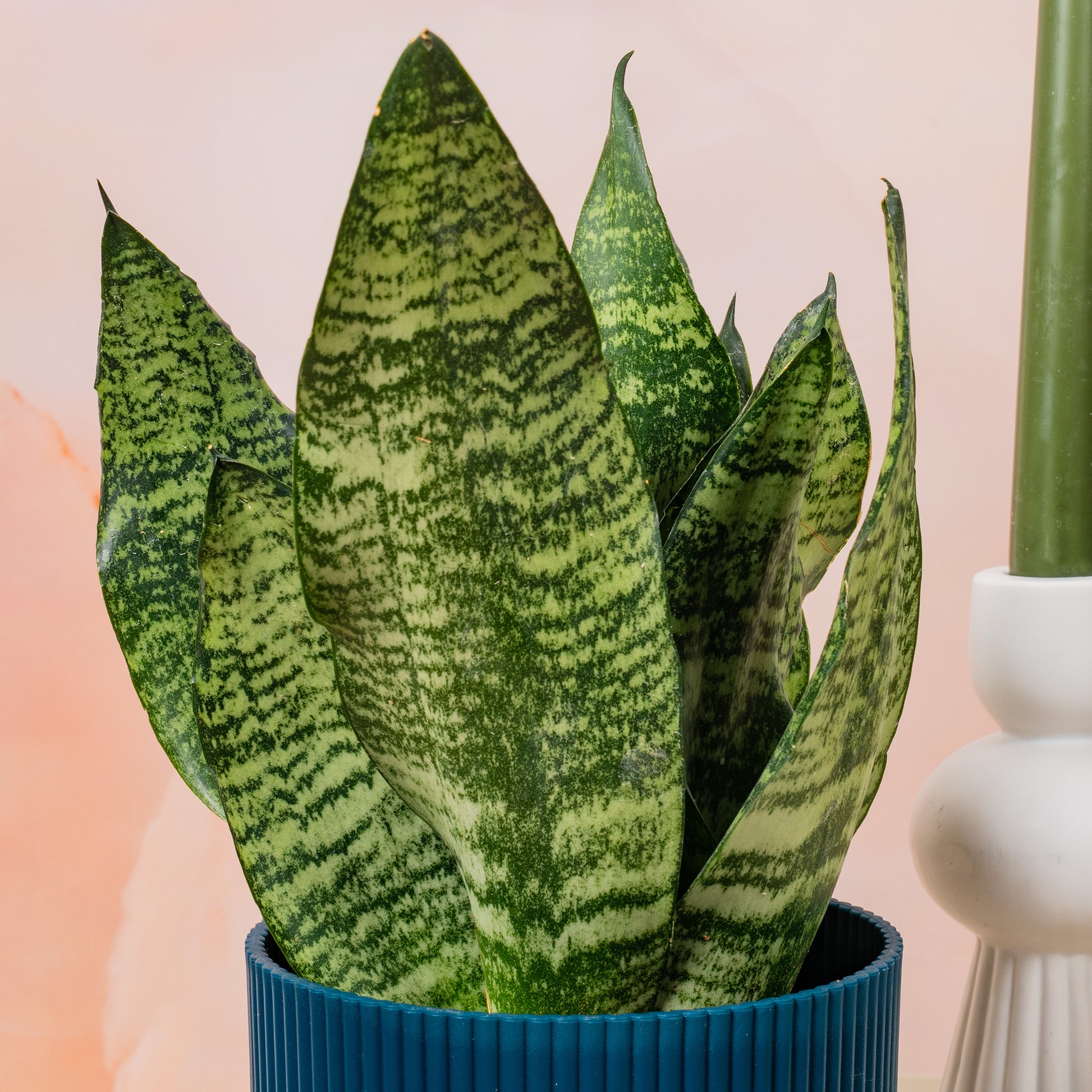gardenersdream 1 x sansevieria black coral snake plant Sansevieria 'Black Coral'
