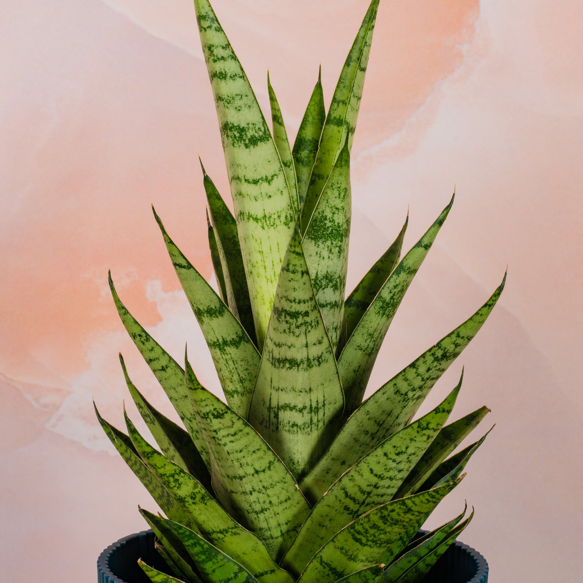 tough lady snake plant Sansevieria 'Tough Lady'