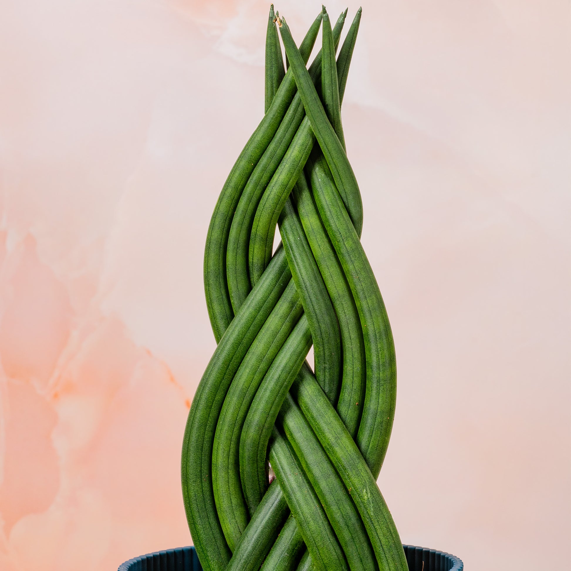 sansevieria twister plant Sansevieria 'Twister'