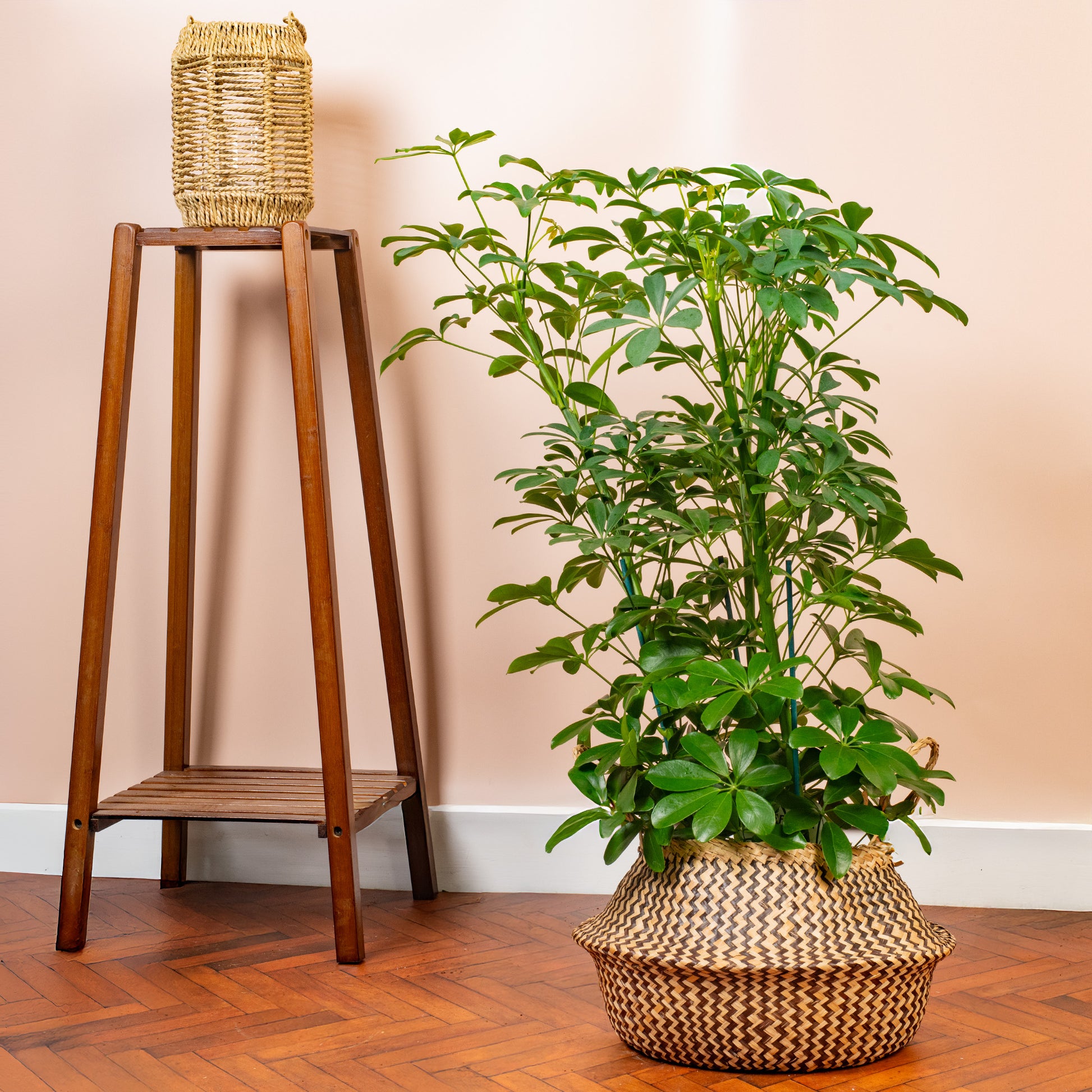 Schefflera, la Pianta ombrello - Magnifiche piante da appartamento Schefflera, la Pianta ombrello - Magnifiche piante da appartamento
