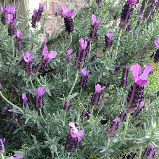 Lavender 'Anouk' Patio Tree