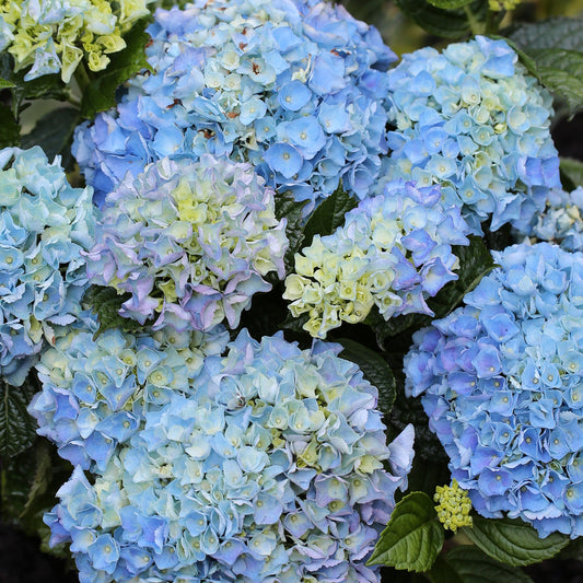 Hydrangea 'Blue Ballad'