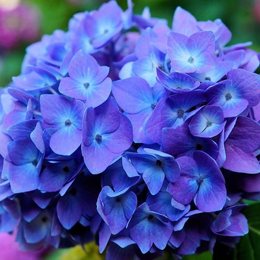Hydrangea 'Blue Boogiewoogie'