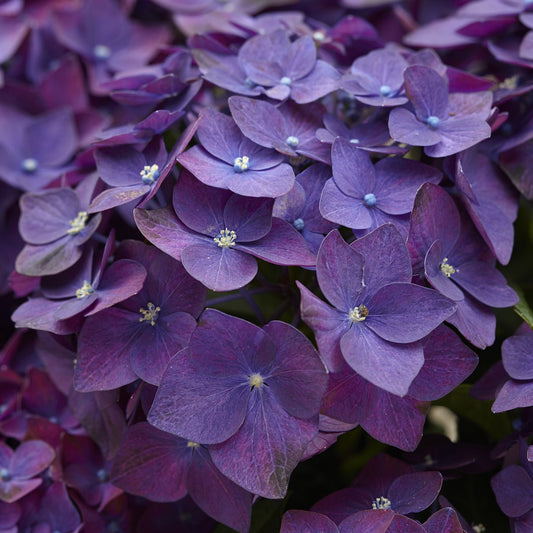 Hydrangea 'Deep Purple Dance'