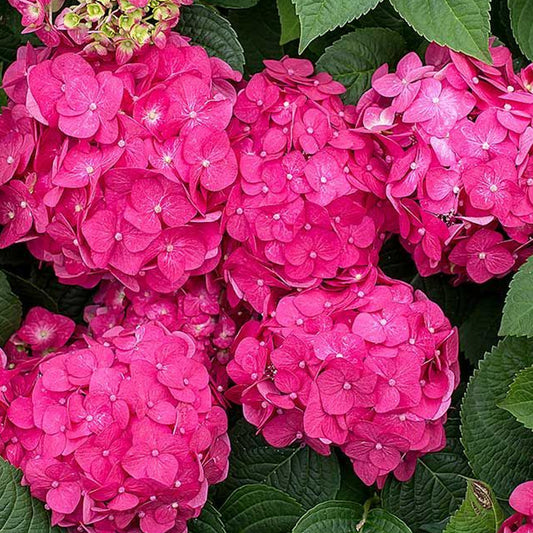Hydrangea 'Pink Pop'