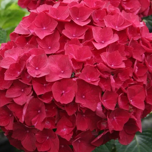 Hydrangea 'Red Reggae'