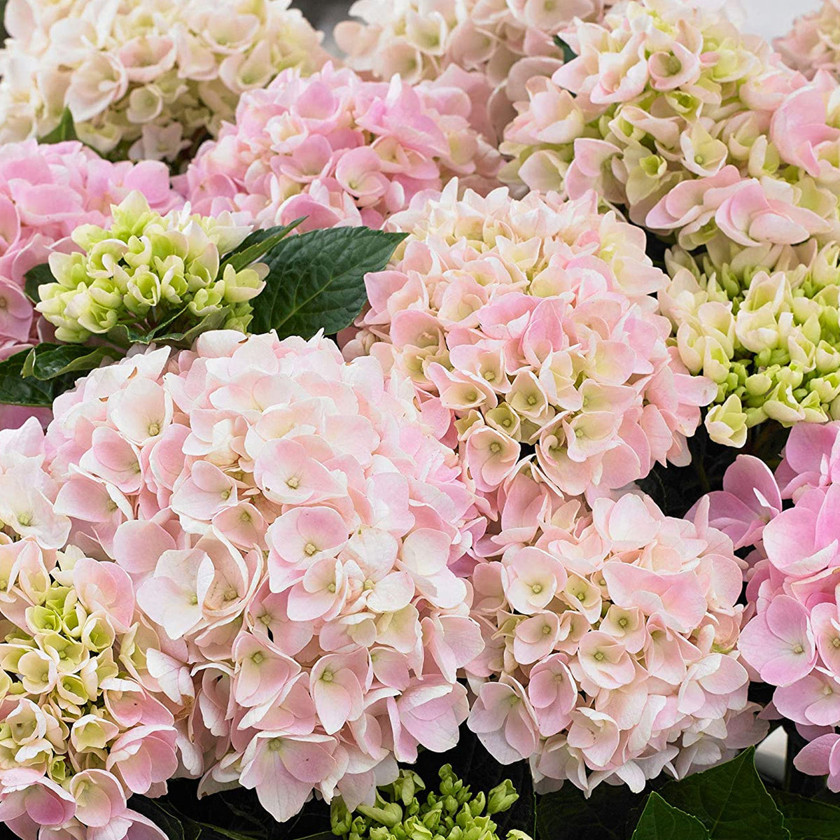 Hydrangea 'Soft Pink Salsa' | Mophead Hydrangea – Gardeners Dream