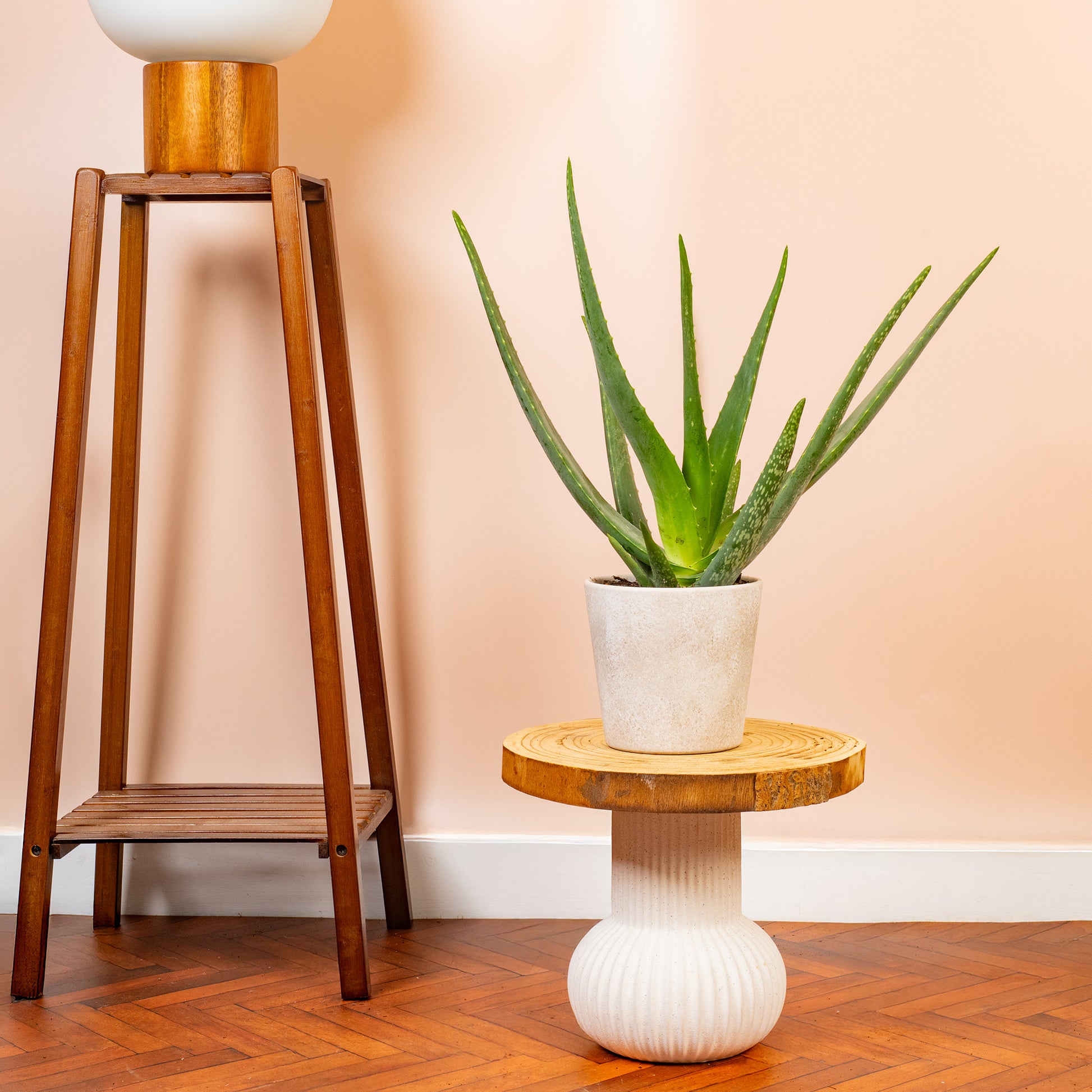 dream of aloe vera plant Aloe 'Vera Barbadensis'