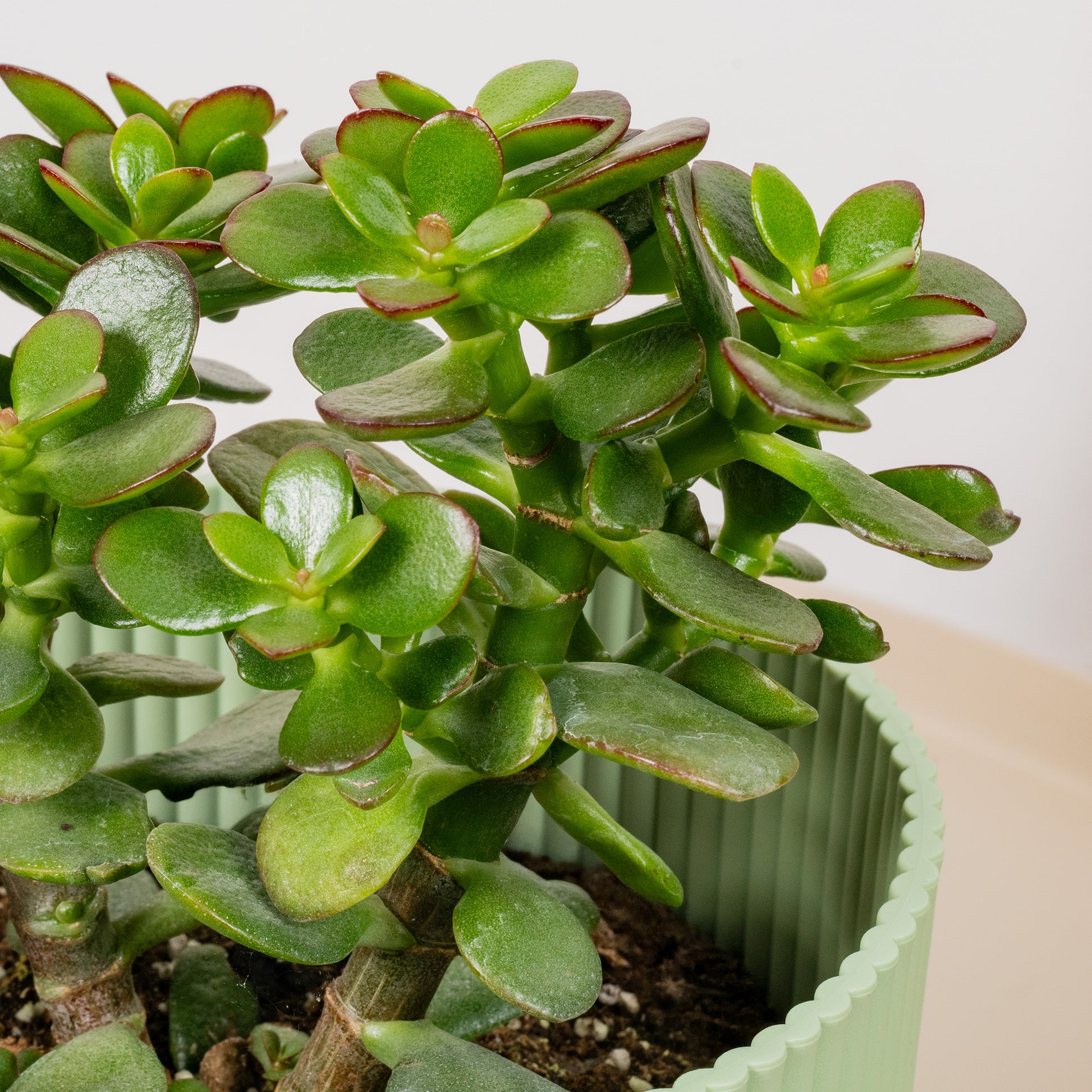 evergreen jade plant Crassula ovata
