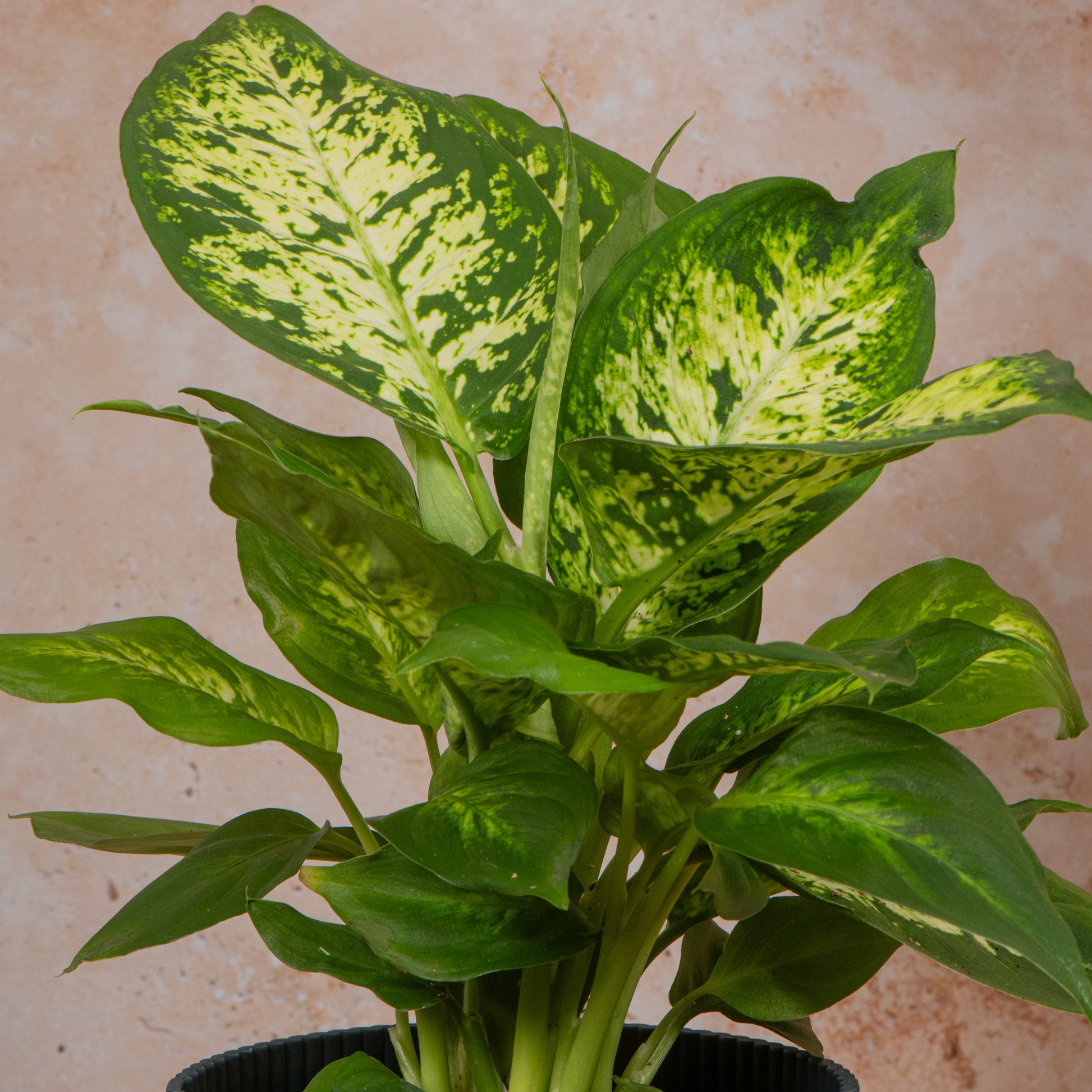 camilla dieffenbachia Dieffenbachia 'Camilla'