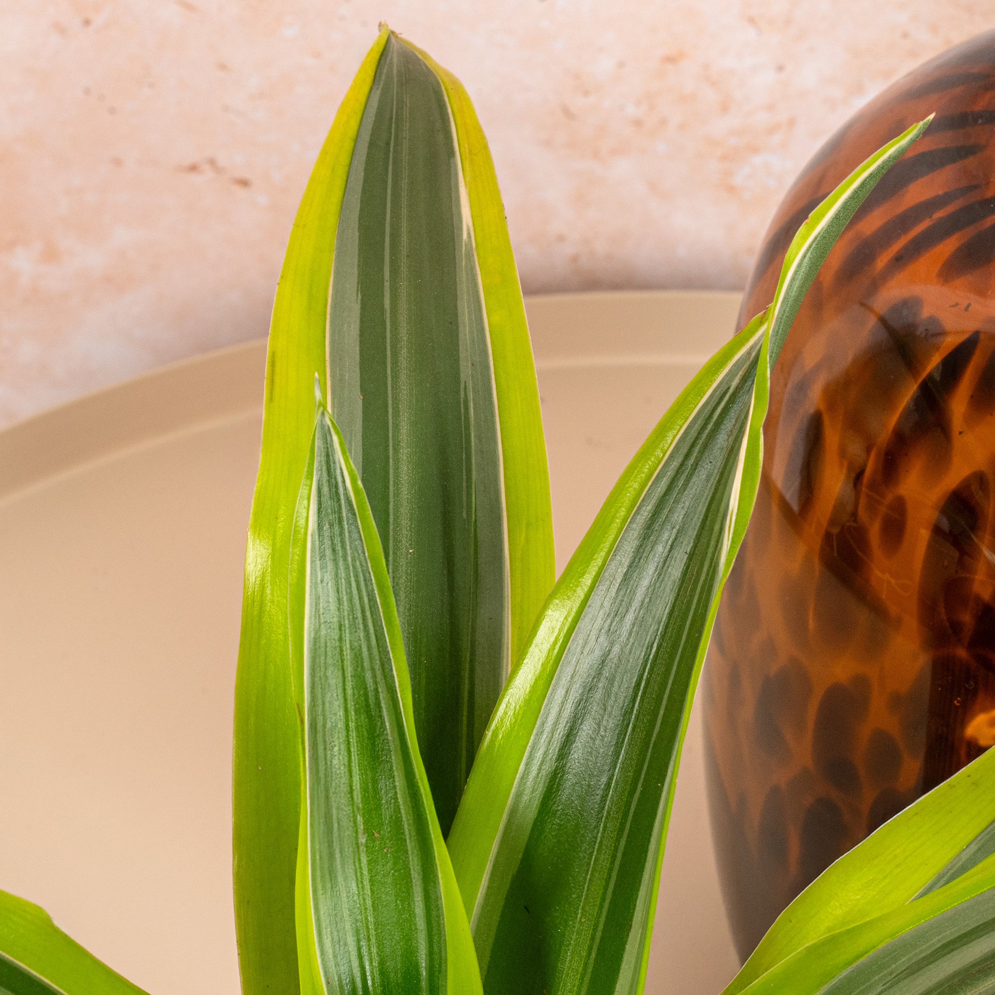 dracaena yellow surprise Dracaena 'Surprise'