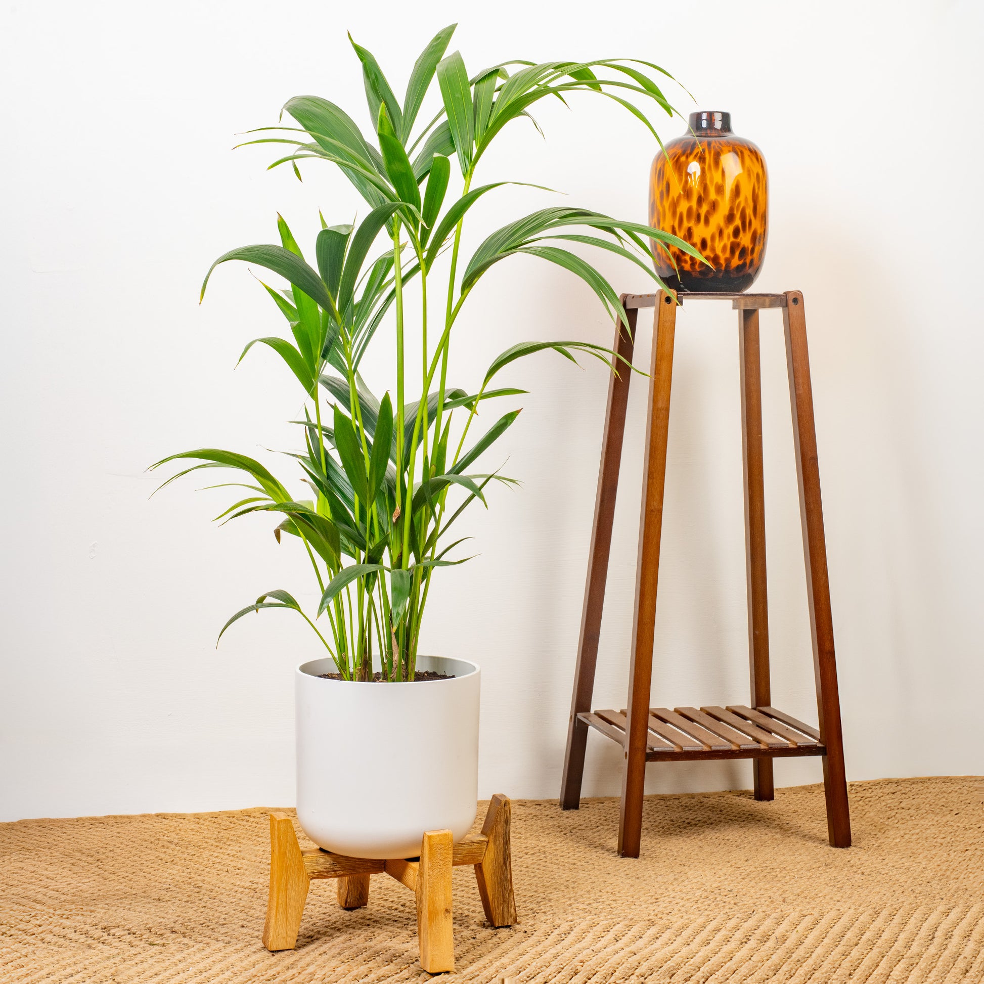 indoor palm plants uk Howea forsteriana