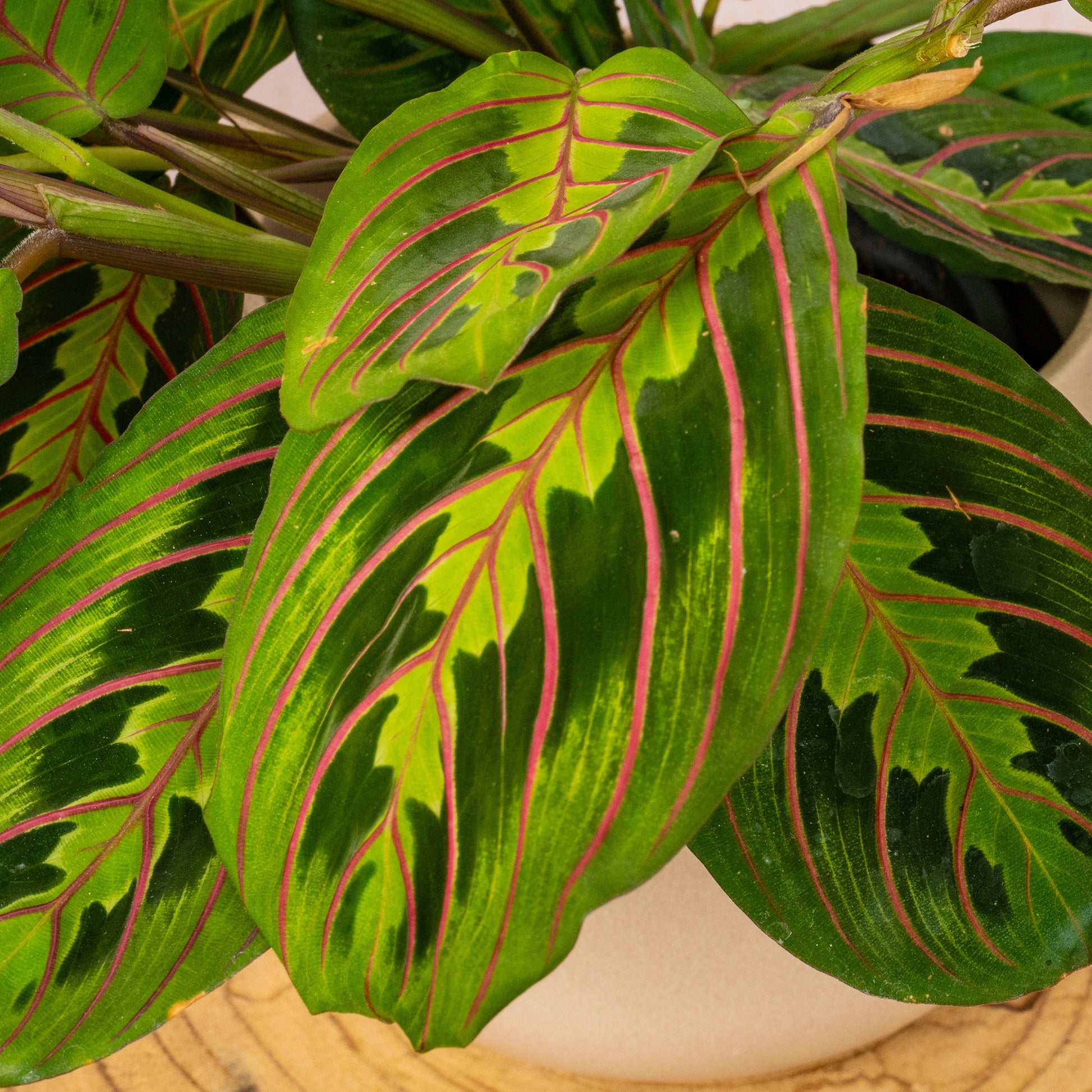 maranta fascinator tricolour prayer plant Maranta 'Fascinator Tricolour'