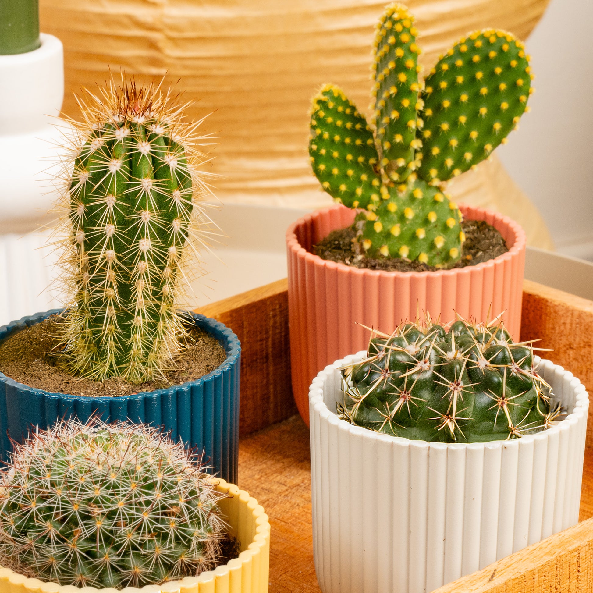 indoor cactus plants uk Cactus Mix