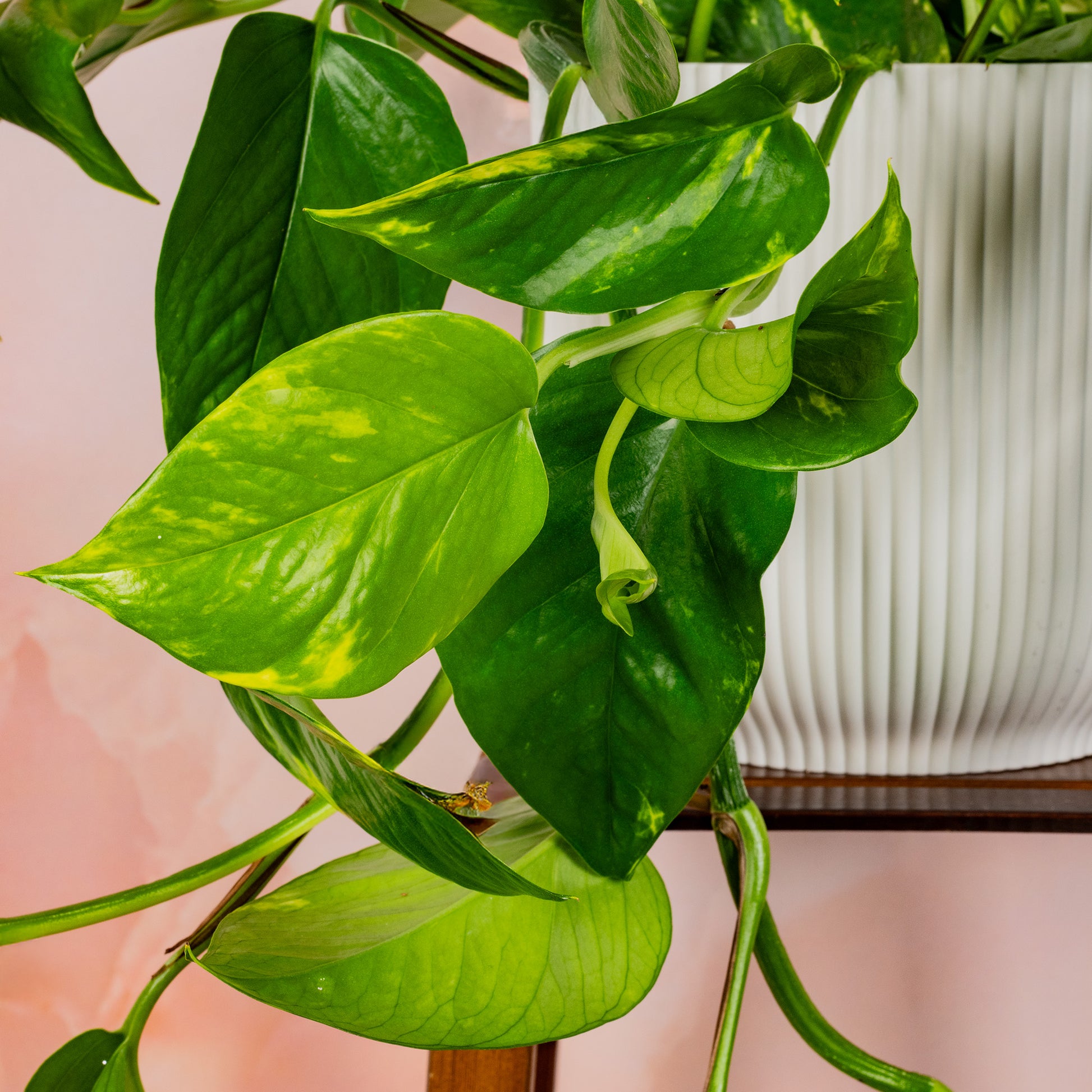 heartleaf philodendron uk Philodendron scandens