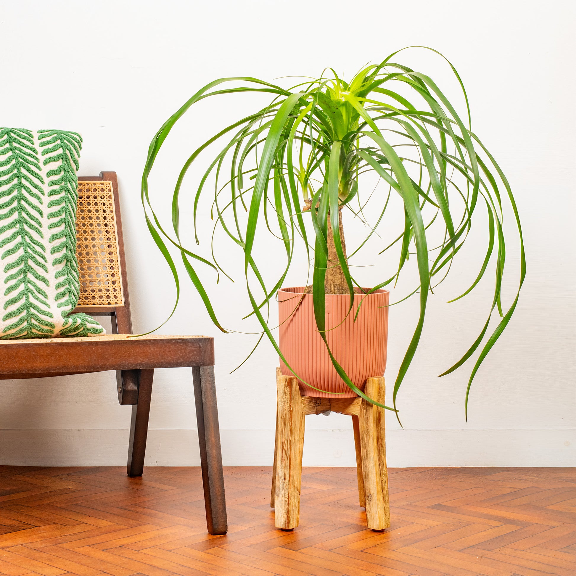 gardenersdream ponytail palm beaucarnea nolina tall Beaucarnea 'Nolina Tall'