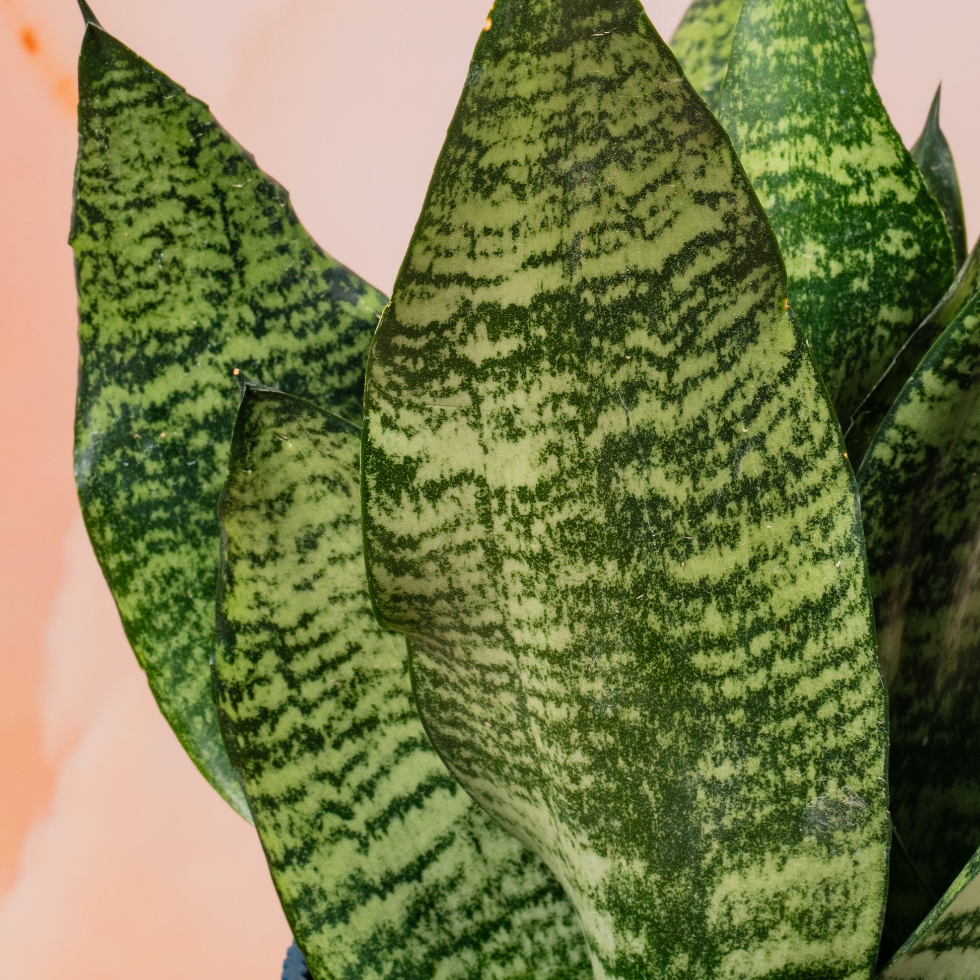 gardenersdream 1 x sansevieria black coral snake plant Sansevieria 'Black Coral'