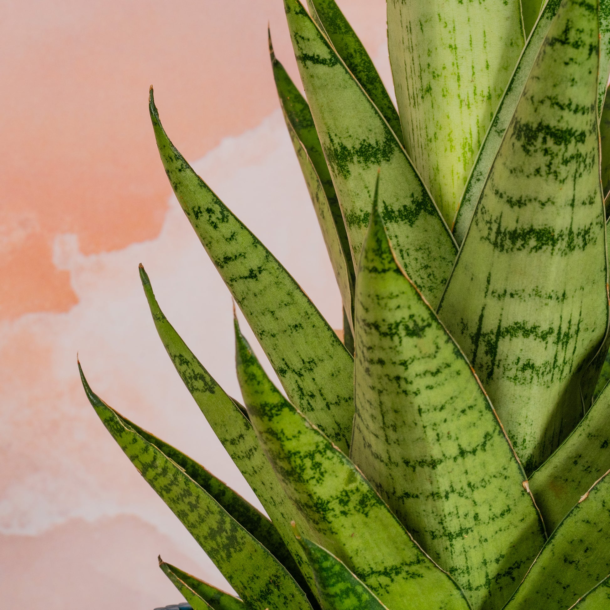 sansevieria tough lady Sansevieria 'Tough Lady'