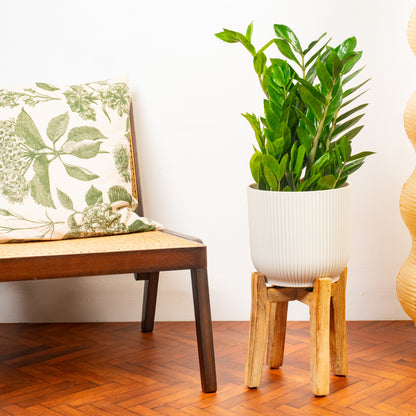 Zamioculcas zamiifolia | ZZ Plant – Gardeners Dream