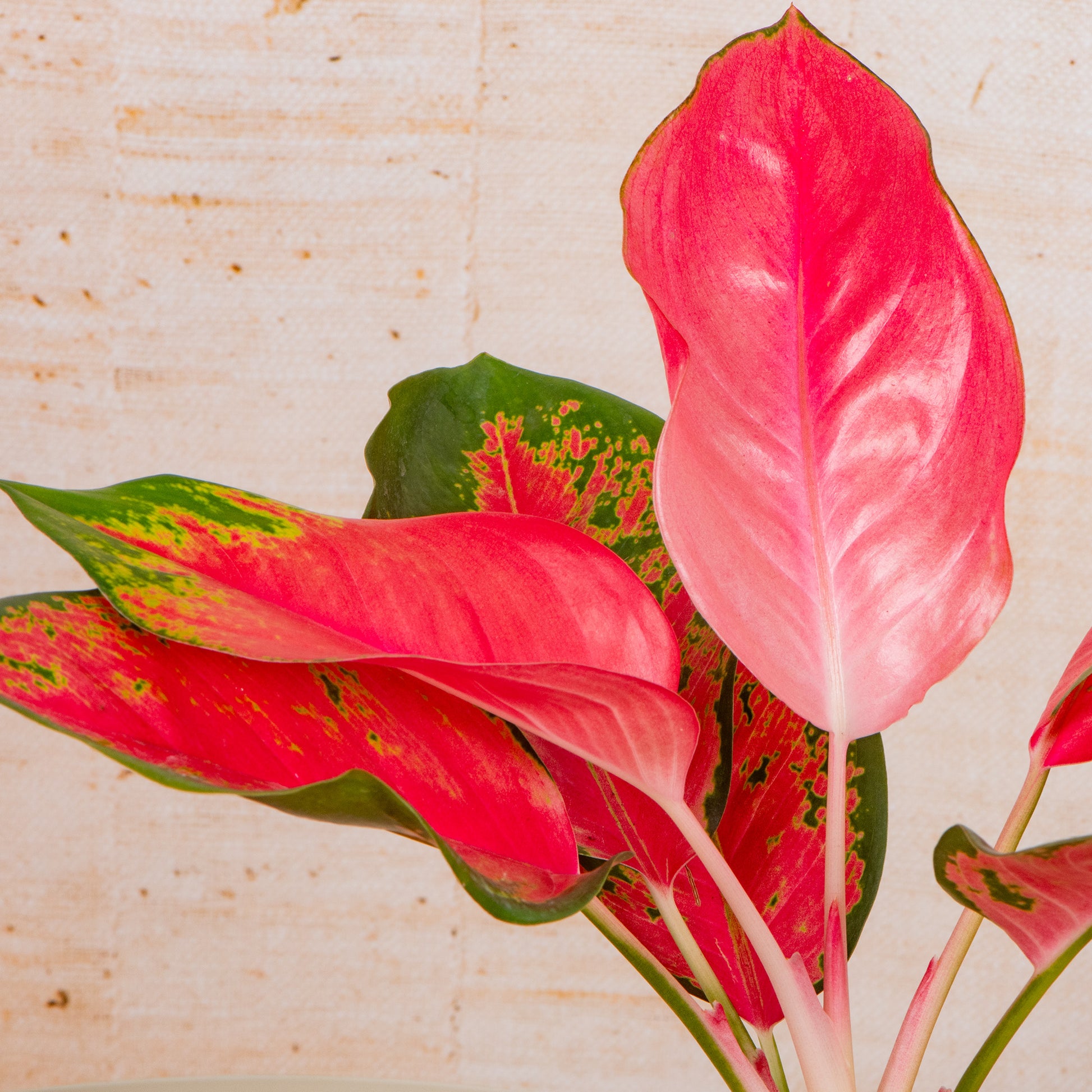 aglaonema red zircon Aglaonema 'Red Zirkon'