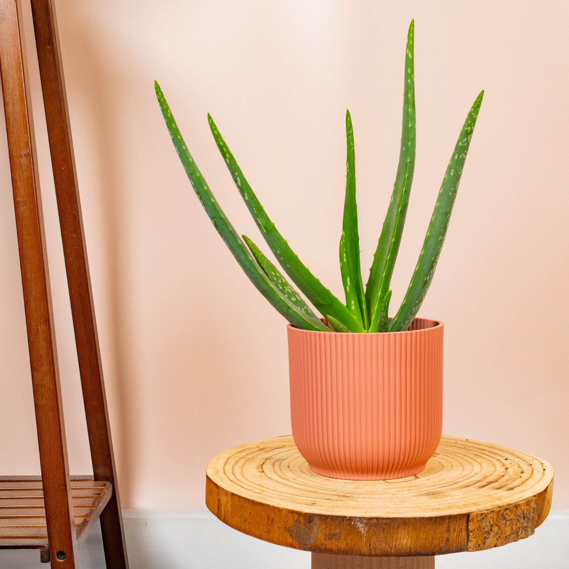 dream of aloe vera plant Aloe 'Vera Barbadensis'