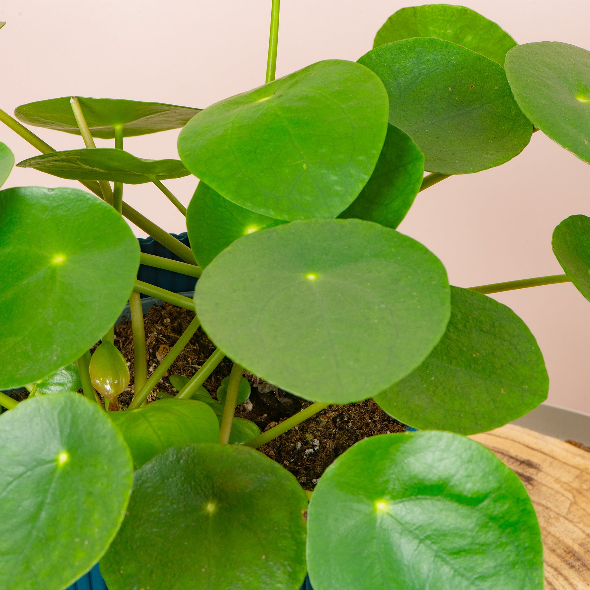 money plant uk Pilea peperomioides