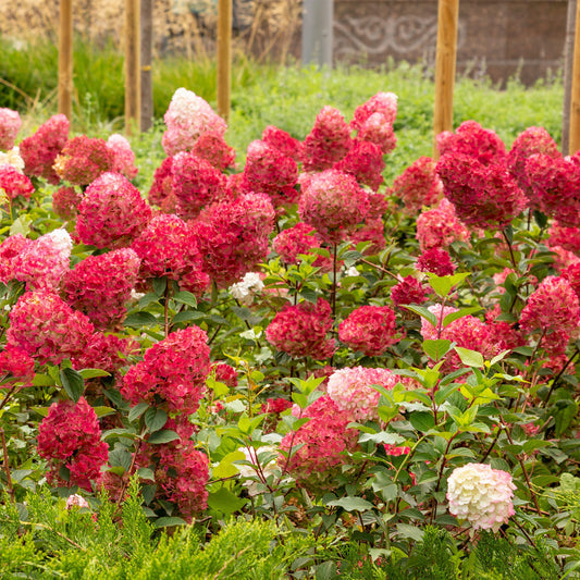 Hydrangea 'Wim's Red'