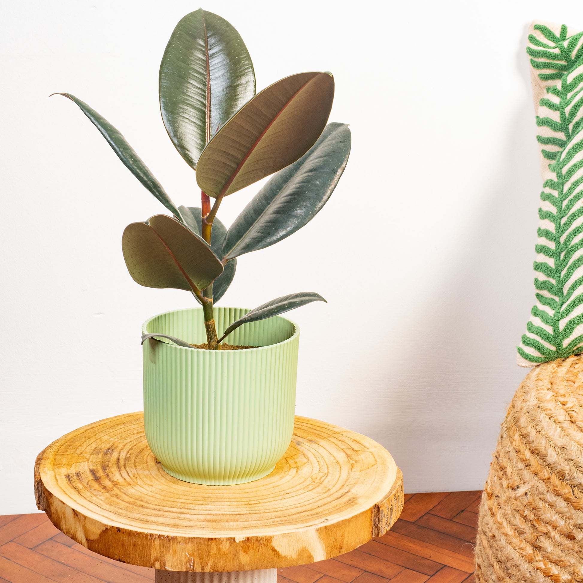 25 35cm ficus abidjan rubber plant 12cm pot house plant Ficus 'Abidjan'