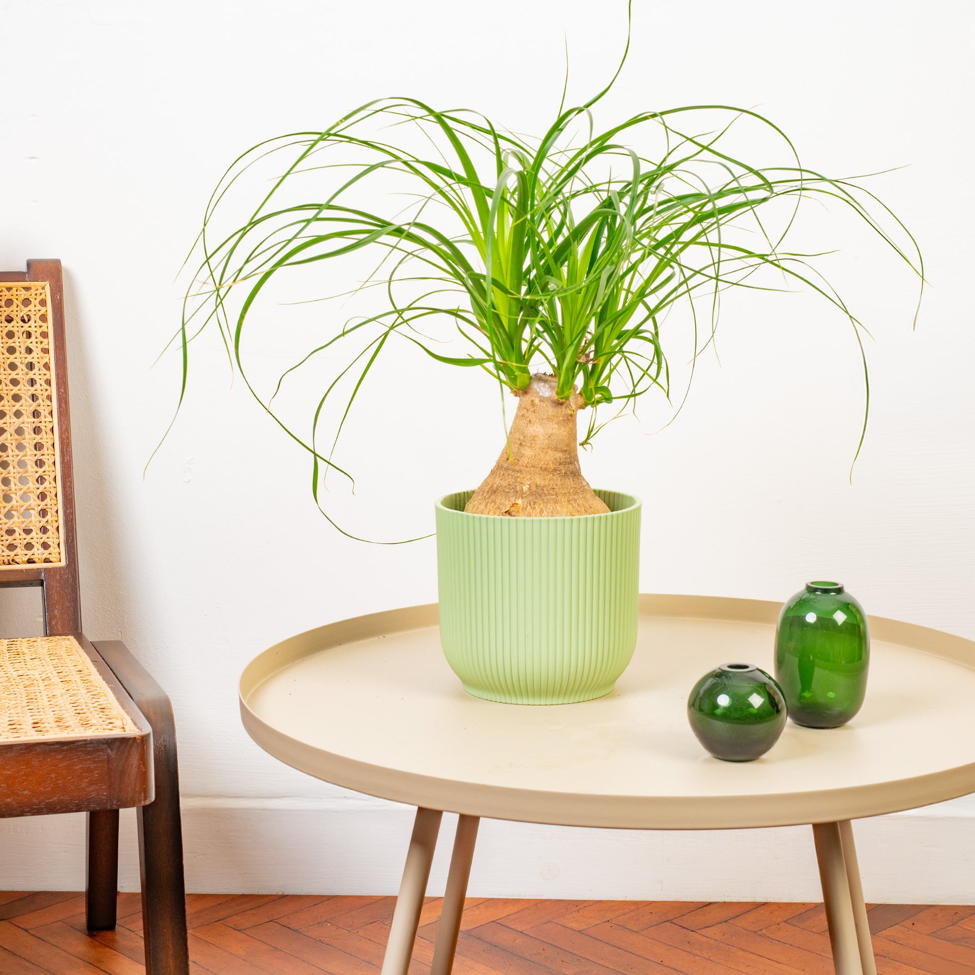 gardenersdream ponytail palm beaucarnea nolina tall Beaucarnea 'Nolina Tall'