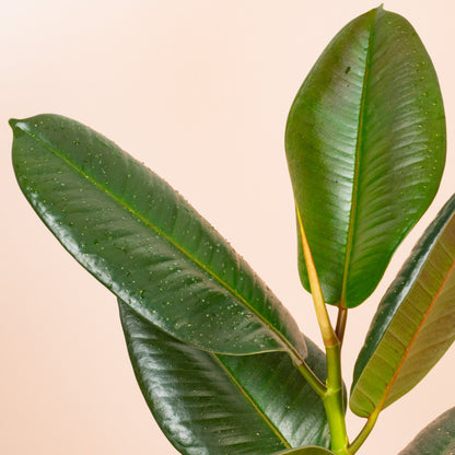 Ficus Rbustsa Ficus 'Robusta' | Rubber Plant – Gardeners Dream