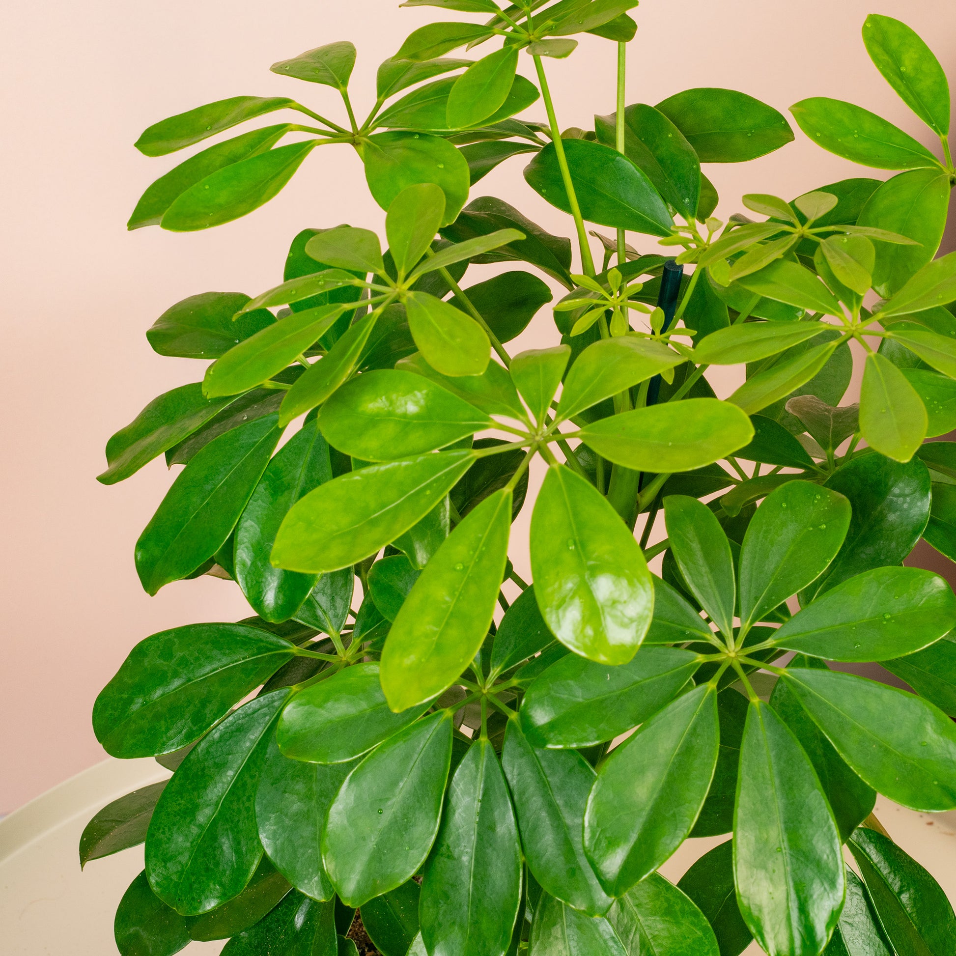 schefflera arboricola nora Schefflera 'Nora'