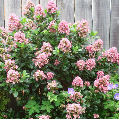 Escallonia 'Pink Elle' Patio Tree | Escallonia Tree – Gardeners Dream