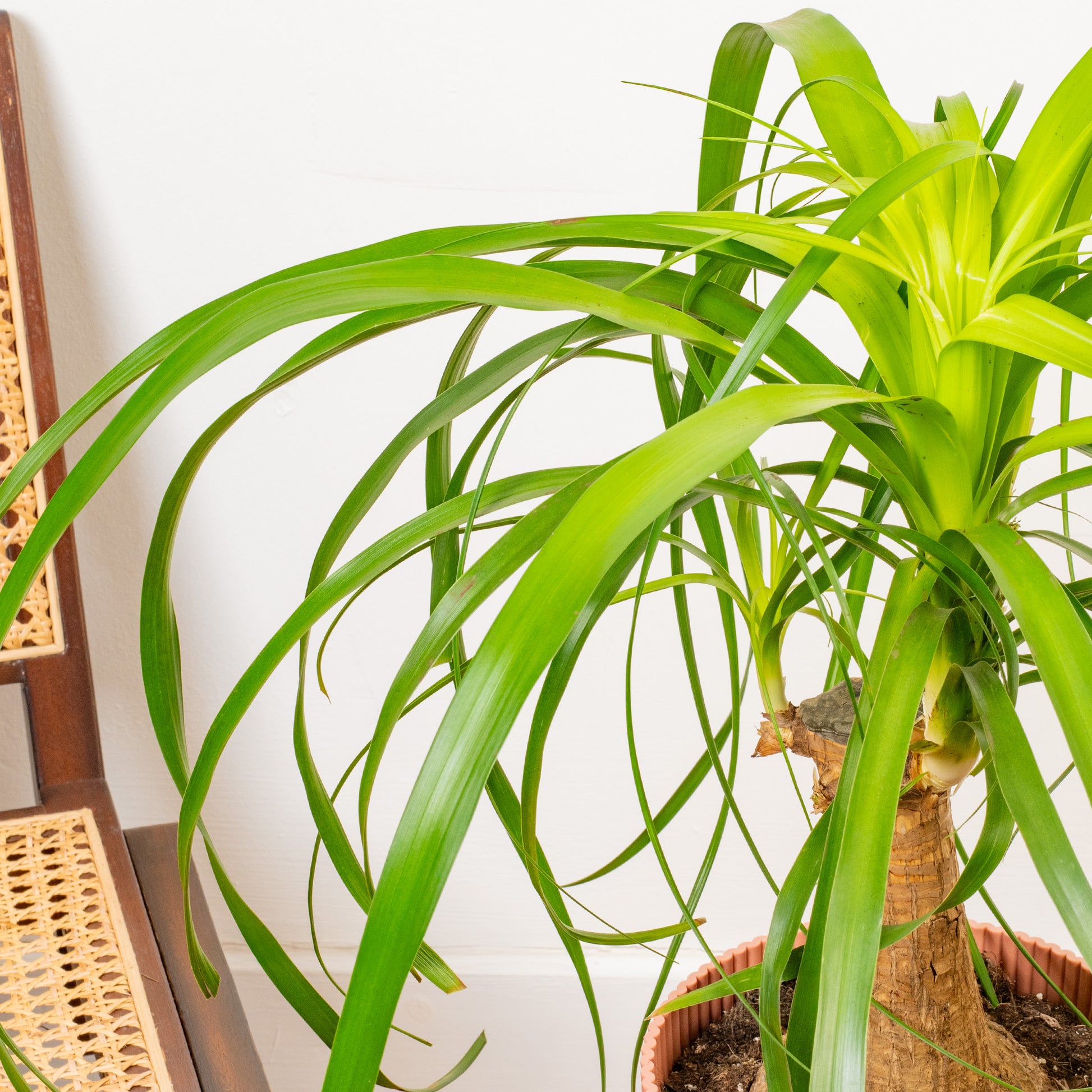 buy ponytail palm uk Beaucarnea 'Nolina Tall'