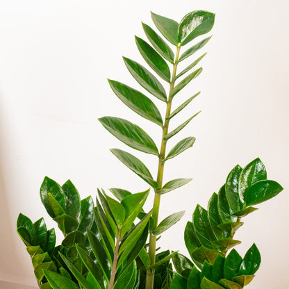 Zamioculcas zamiifolia | ZZ Plant – Gardeners Dream
