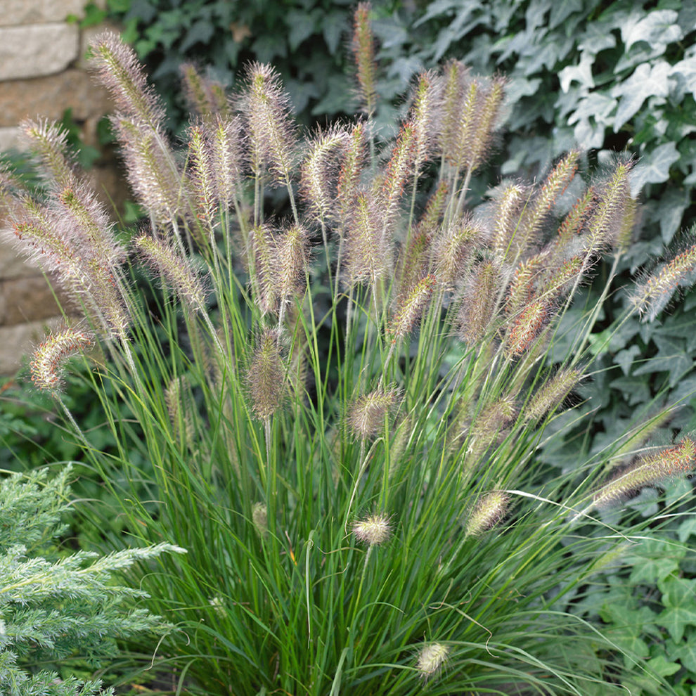pennisetum-hameln-fountain-grass-gardeners-dream