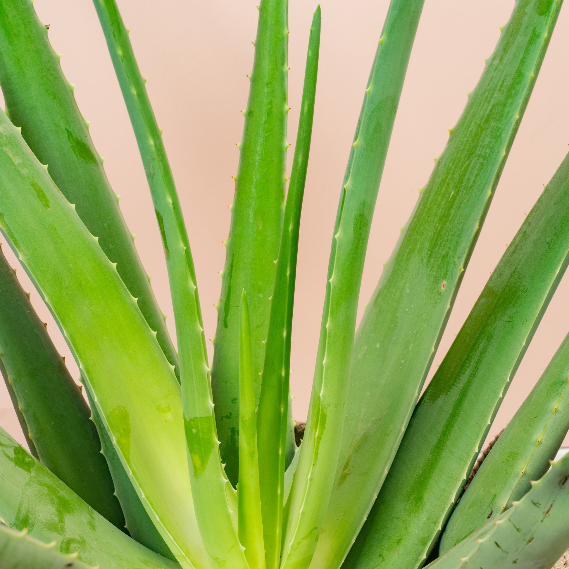 aloe vera plant for rosacea Aloe 'Vera Barbadensis'