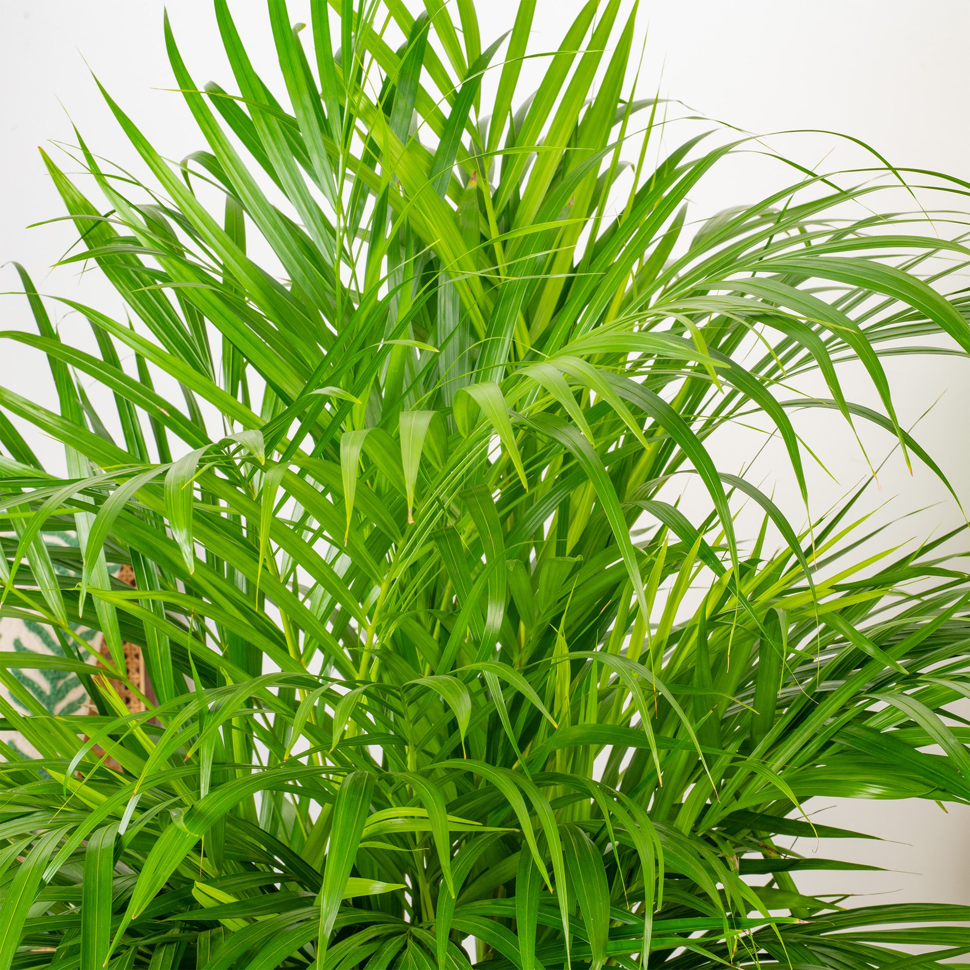 butterfly palm indoor plant care Dypsis lutescens