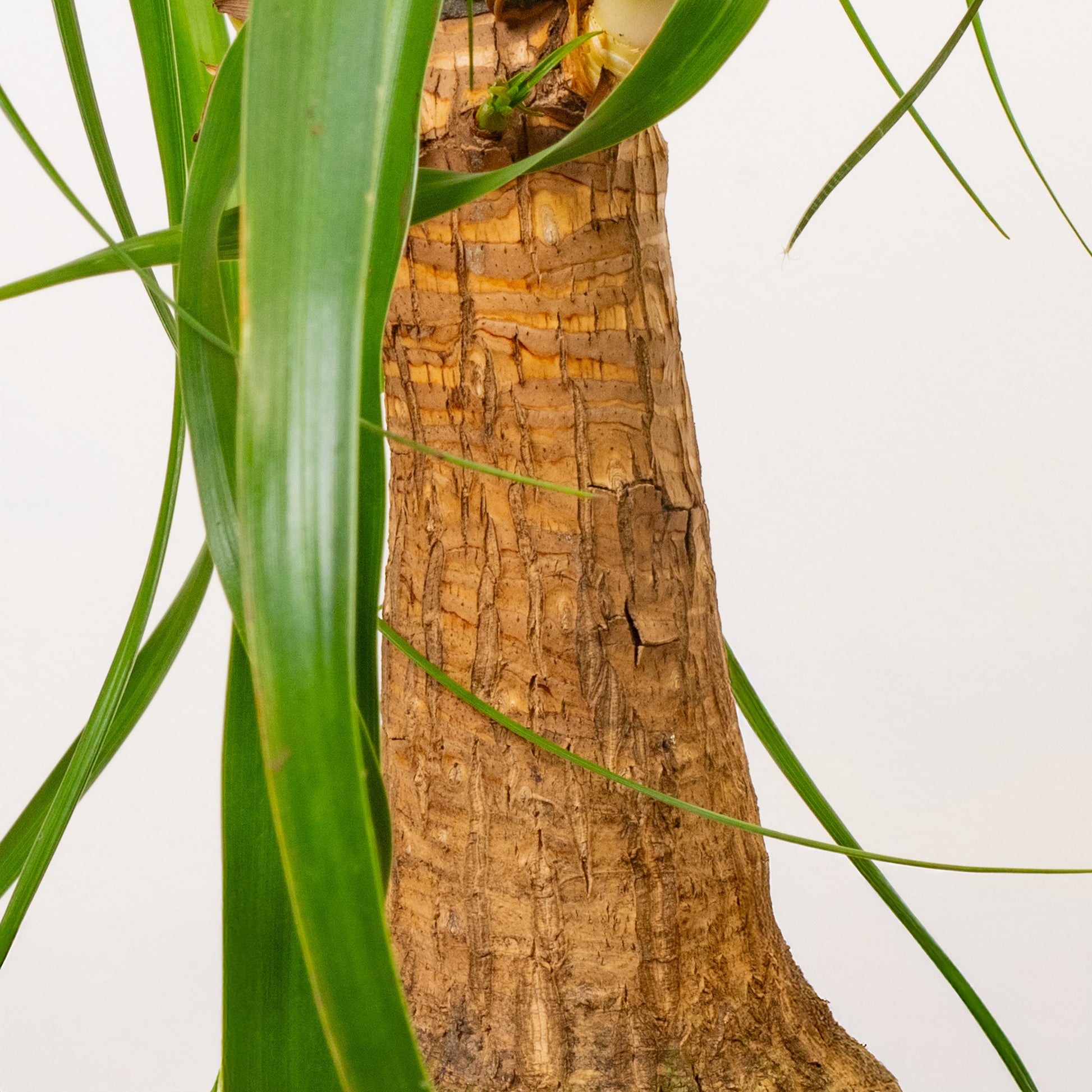 ponytail palm uk Beaucarnea 'Nolina Tall'