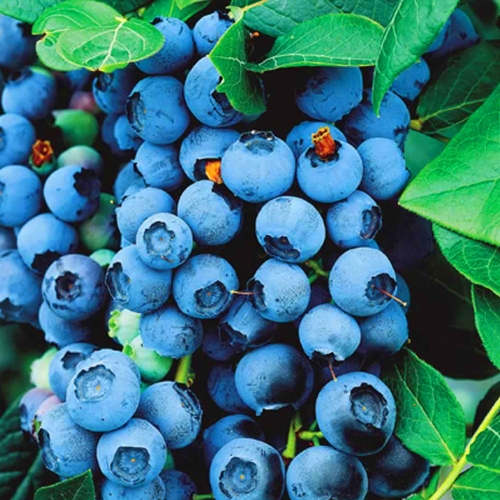 Blueberry Bluecrop