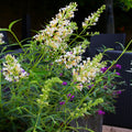 Buddleia 'Petite Snow White'