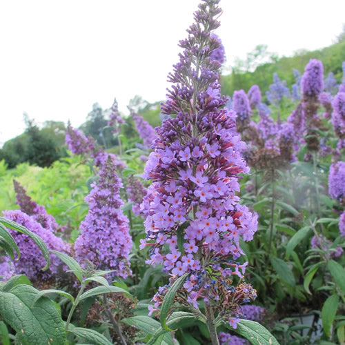 Buddleia 'Lochinch'